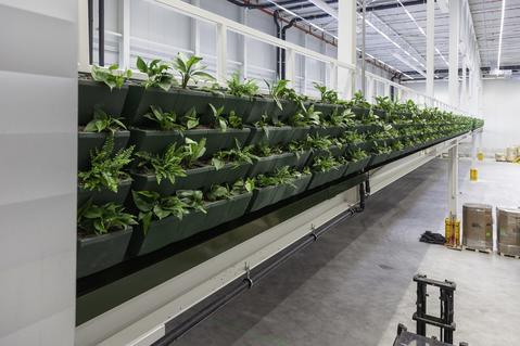 WELL building feature - warehouse plants WELL building feature - warehouse plants