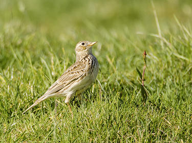 Skylark